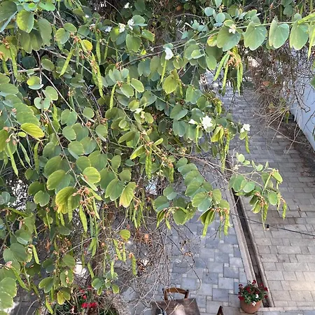 The Iskemleci Nicosia