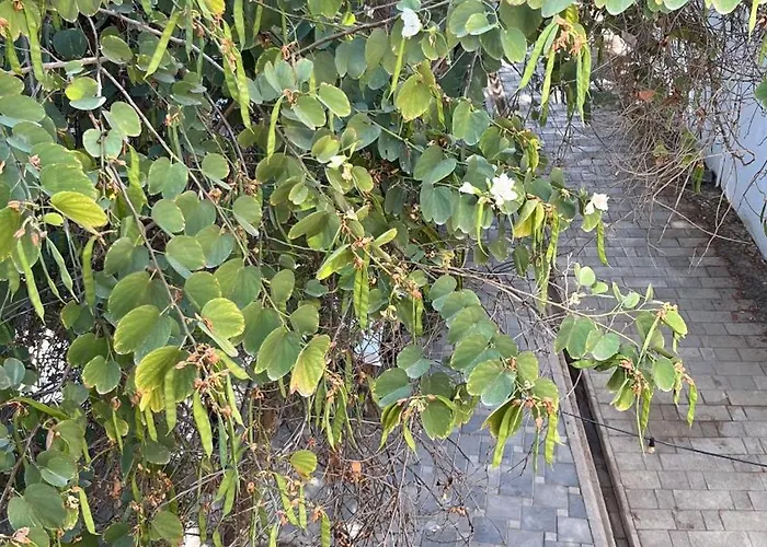 The Iskemleci ニコシア